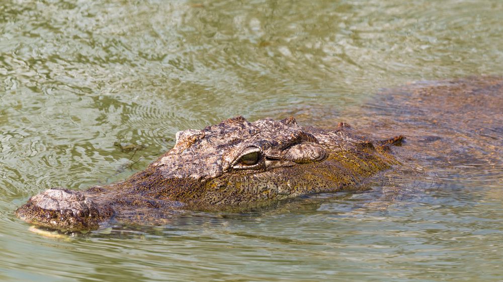 Během plavání napadl pořízka krokodýl, zvíře přepral holýma rukama